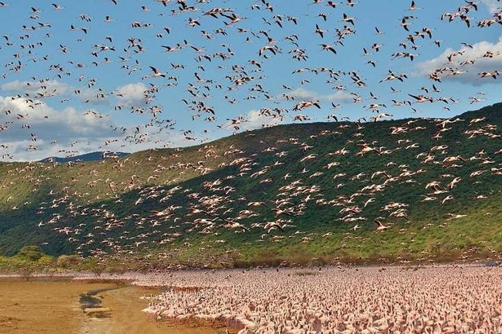 2 Days Lake Elementaita National park Safari  - Photo 1 of 6