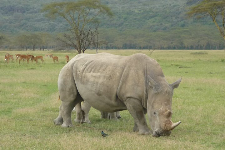 Endangered White Rhino in Lake Nakuru N / park.