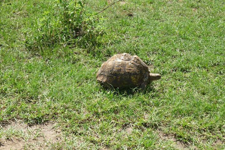 Leopard Tortoise walking