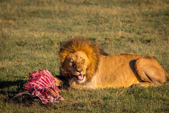 Overnight Safari To Maasai Mara - Photo 1 of 9