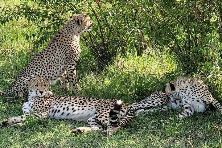 4-Day Masai Mara Air Safari Luxury Tour from Kenyan Coast - Photo 1 of 9