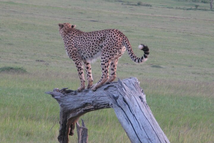 2 days - Masai mara Private Guided Tour from Nairobi - Photo 1 of 25