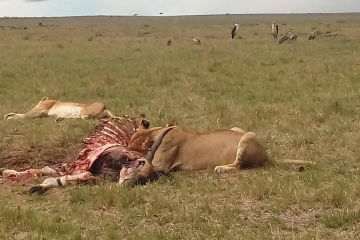 Lions feeding on a Giant Eland in Maasai Mara.