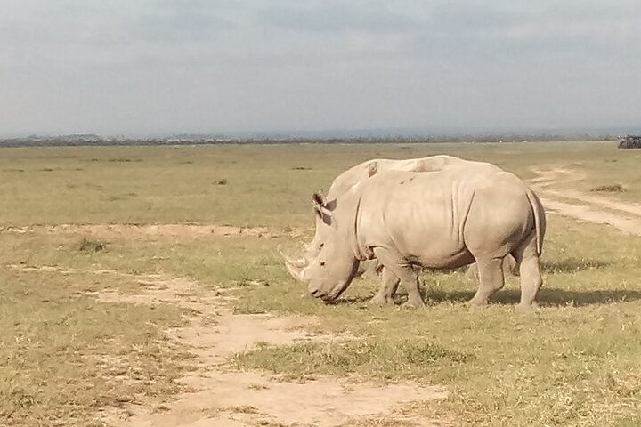 Watch the only two remaining two Northern White Rhinoceros in the world. This is in Ol pejeta Conservancy.