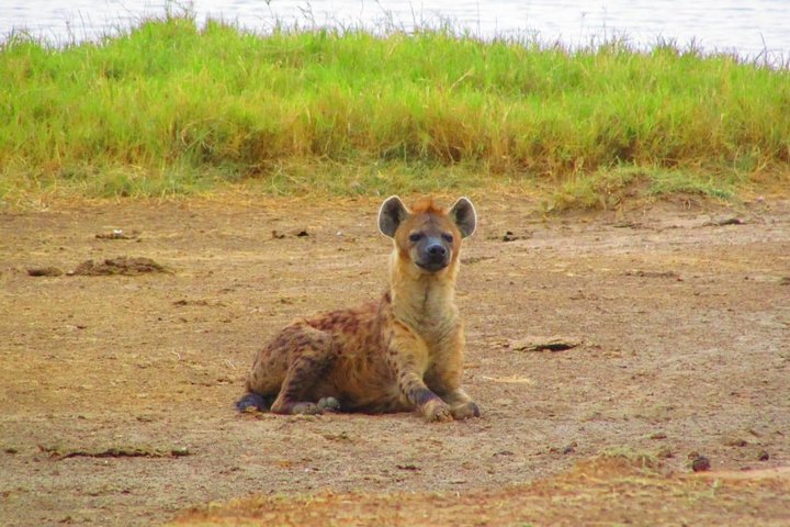 Spotted Hyena has the most Strongest Jaw of all Animals