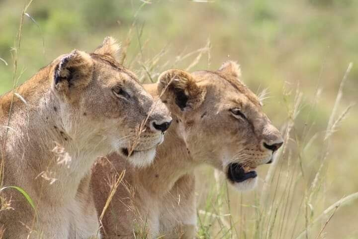 2 Days Salt Lick Safari Tour - Photo 1 of 10