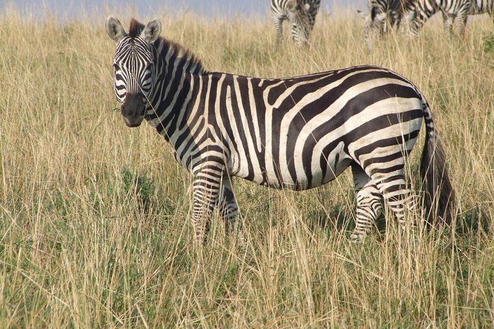 2 Days Tsavo East and West - Photo 1 of 8
