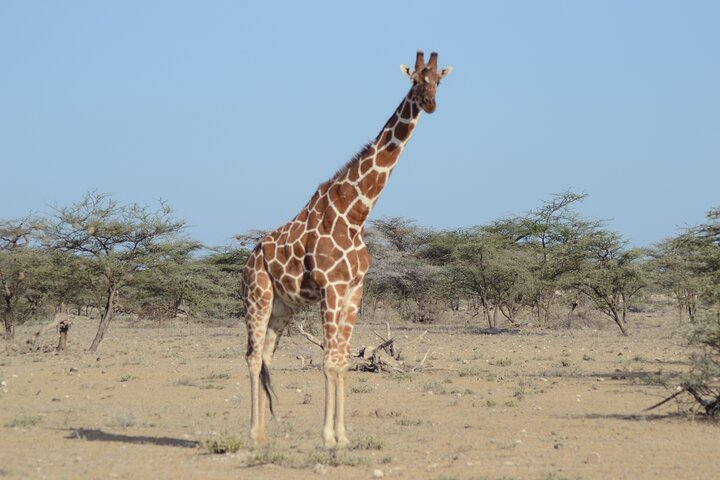 3 Day Amboseli Tsavo East National Park Safari - Photo 1 of 5
