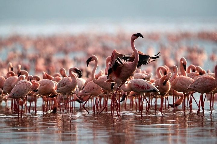 3 Day Bird Watching Safari : Lake Bogoria, Lake Naivasha & Lake Nakuru park - Photo 1 of 5