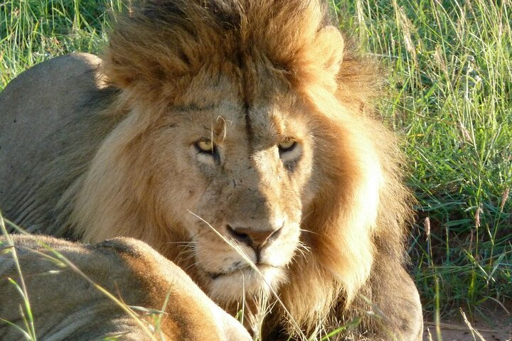 king of the Jungle in masaai mara.
