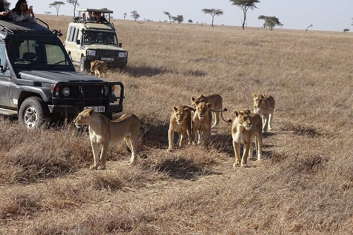 3 Days, 2 nights Masai Mara Small Group Safari -4 x 4 jeep - Photo 1 of 7