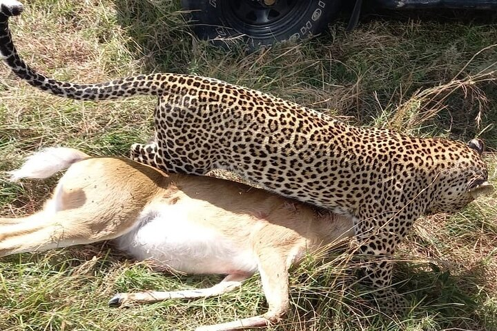 3-Day Masaai Mara Shared Group Safari Tour by Safari Jeep - Photo 1 of 3