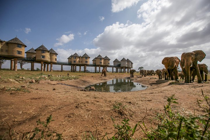 Elephants at Taita Hills - Sarova Salt Lick Lodge