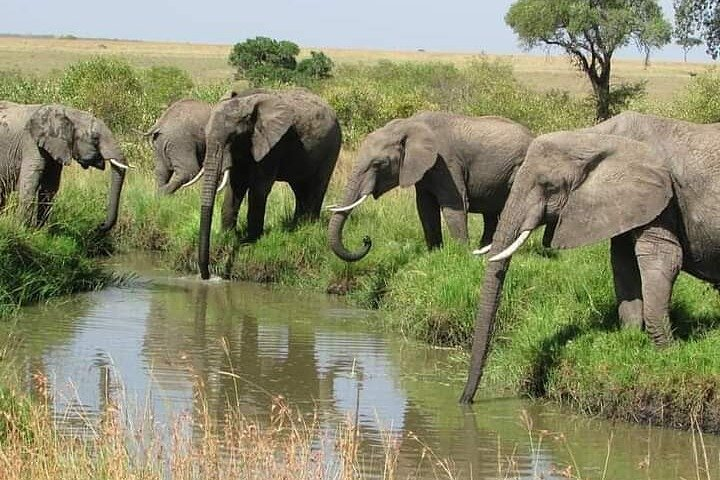 3 Day Private Ol Pejeta Safari with a Farming Trip - Photo 1 of 8