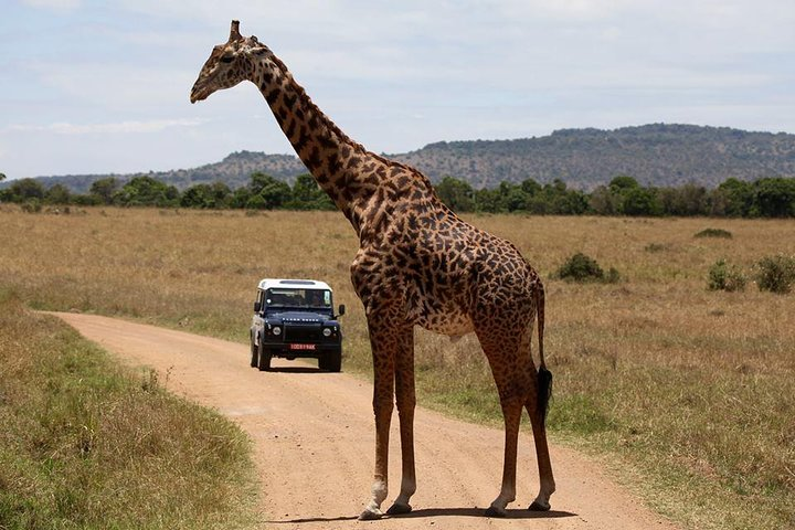 Sweetwaters Ol Pejeta Conservancy Safari