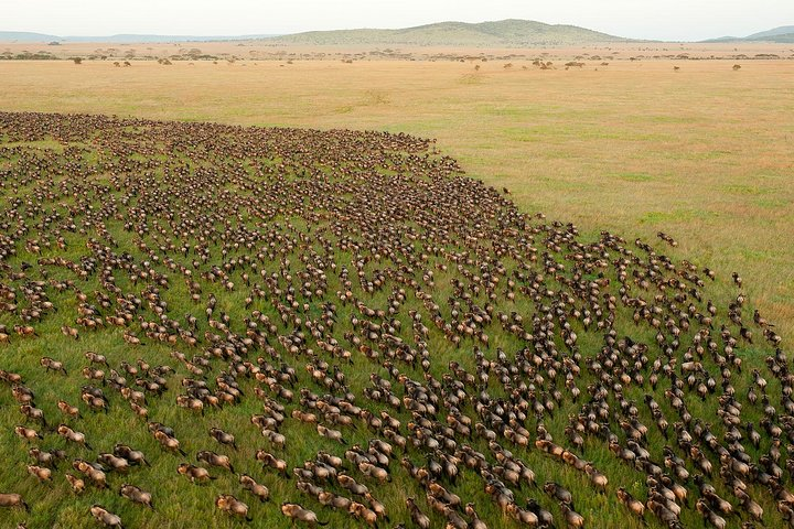 The great Migration 