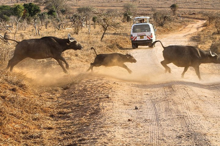 3 Days 2 Nights Tsavo west& Taita Hills Safari (Minimum 2 persons) - Photo 1 of 9