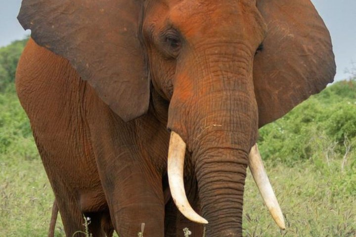 2-Day Taita Hills Salt Lick Lodge Sanctuary Safari Adventure - Photo 1 of 11