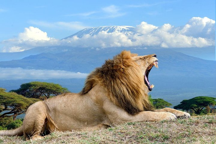 A lion with Kilimanjaro in the background
