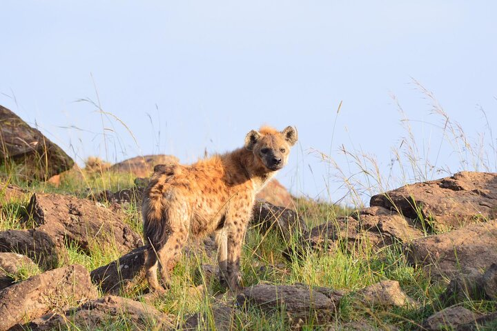 Spotted Hyena Looking around.