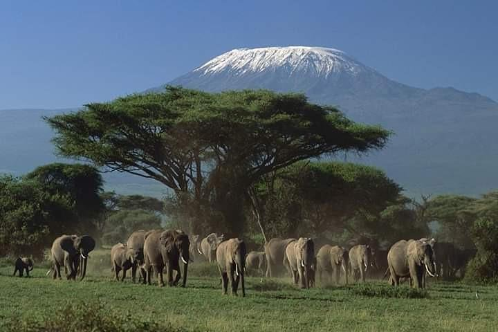3 Days Kilimanjaro & Tsavo special safari - Photo 1 of 25