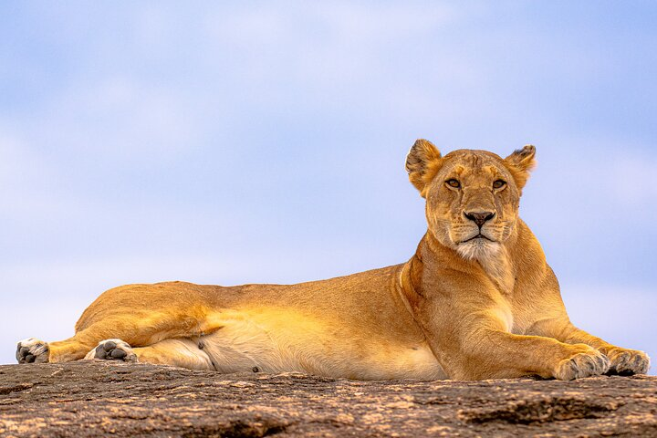 3 Days Maasai Mara Private Experience - Photo 1 of 6