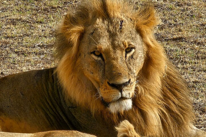 Maasai Mara 3 Day Safari Adventure - Photo 1 of 9