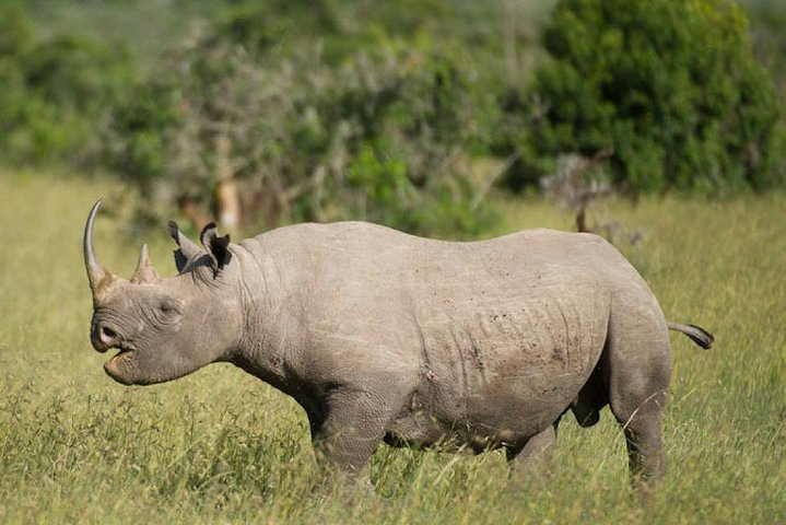 3 Days Olpejeta Wildlife Conservancy Safari - Photo 1 of 9