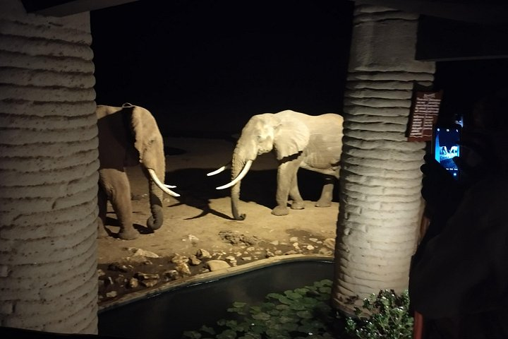3 Days Safari Amboseli Taita Hills Saltlick Lodge - Photo 1 of 6