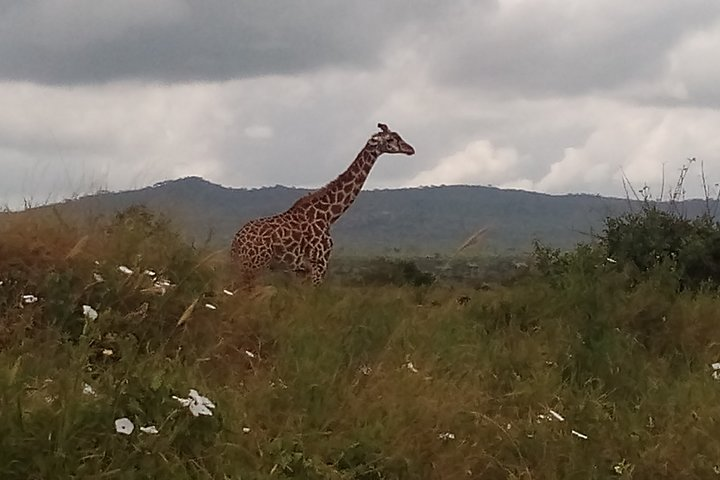 Maasai Giraffe walking majestically towards the water point.