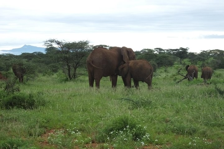 3 Days Samburu Safari - Photo 1 of 8
