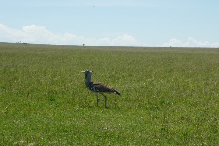 Kori Bustard which is the heviest bird of flight.