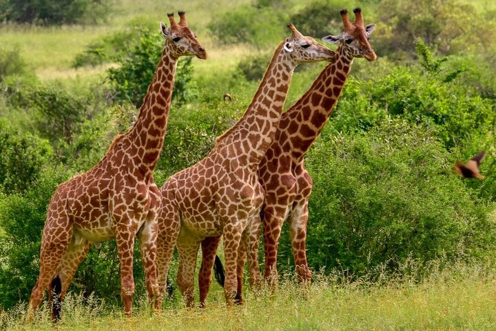 Tsavo East NP Giraffes 