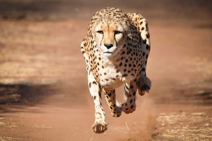 Witness the speed and grace of the cheetah as it dashes across the plains