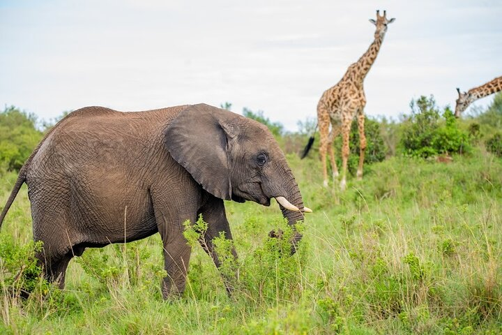 4-Day Guided Tour in Maasai Mara National Reserve Kenya - Photo 1 of 3