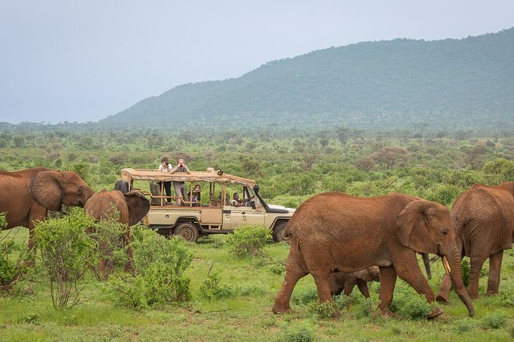 Elephants at Samburu Reserve 