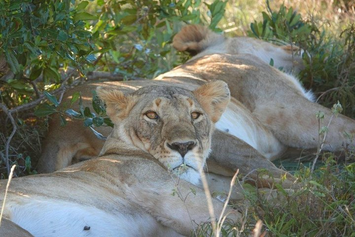4 Days 3 night Mara, Lake Naivasha & Hells Gate - Photo 1 of 8