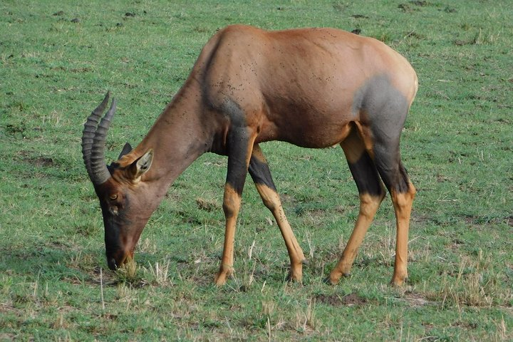 4 Days Amboseli and Tsavo  - Photo 1 of 8