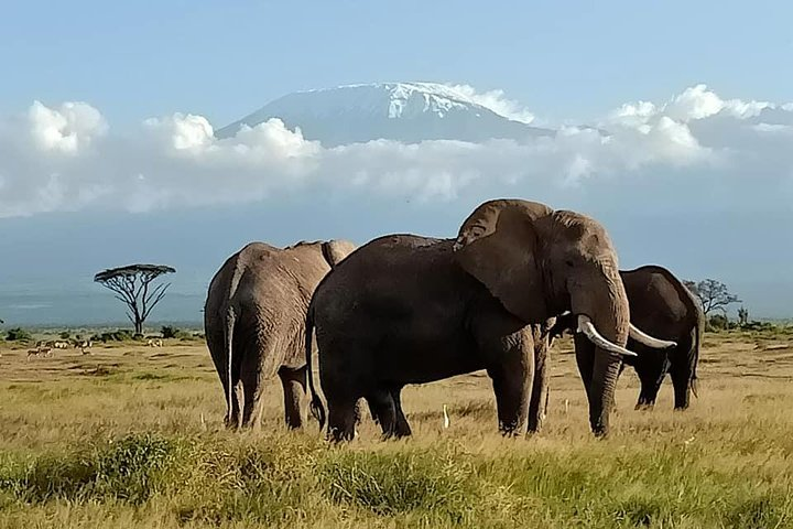 Plenty elephants to be seen at Amboseli