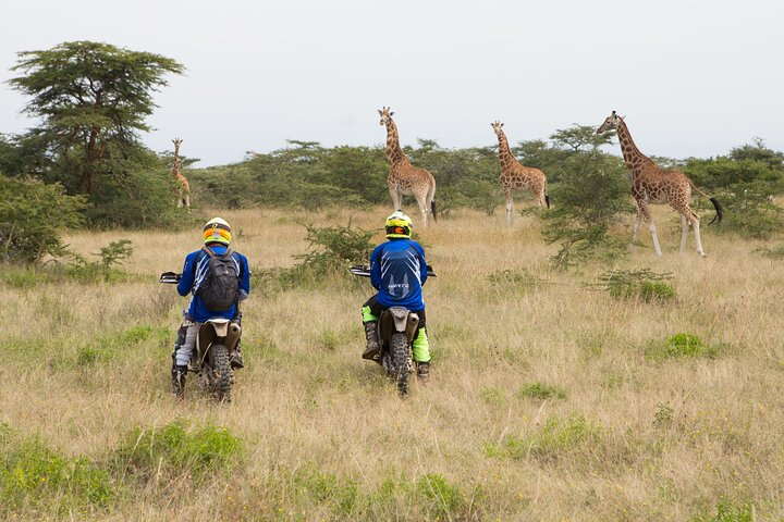 Giraffes in Soysambu conservancy - Nakuru