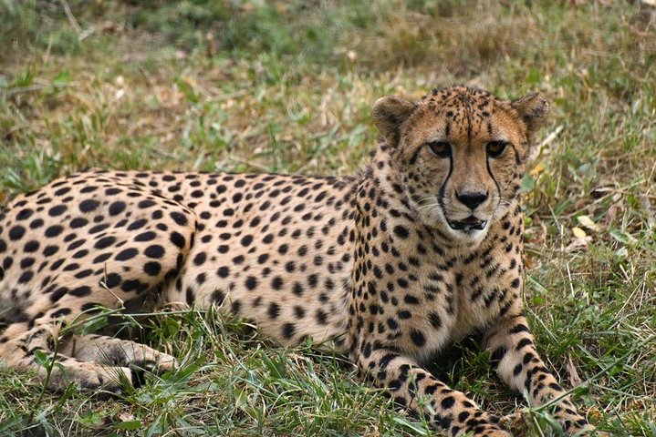 4 Days Kenya Great Safari To Great Maasai Mara Game Reserve - Photo 1 of 9