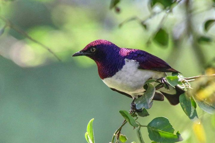 4 Days Kenyan Birding Tour Holiday - Photo 1 of 6