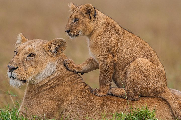 4 days Maasai Mara-Nakuru Mid-Range - Photo 1 of 9