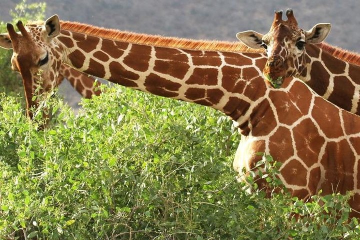 4 Days Ol Pejeta & Samburu National Reserve Safari  - Photo 1 of 8