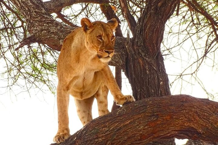 4-Day Masai Mara Air Safari from Diani, Mombasa & Malindi. - Photo 1 of 8