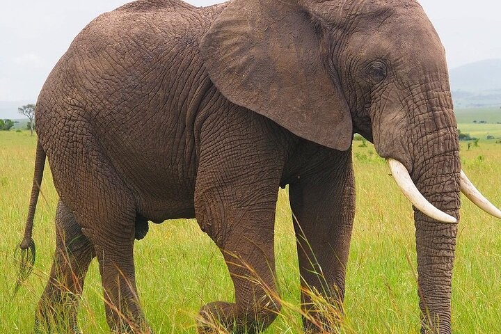 4 Days Tsavo West - Amboseli and Tsavo East Safari - Photo 1 of 5