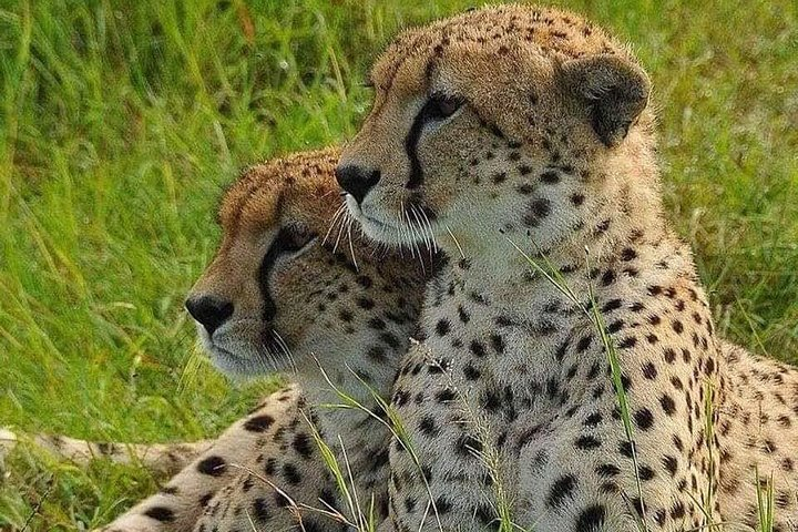 4 hours Nairobi National Park - Photo 1 of 6