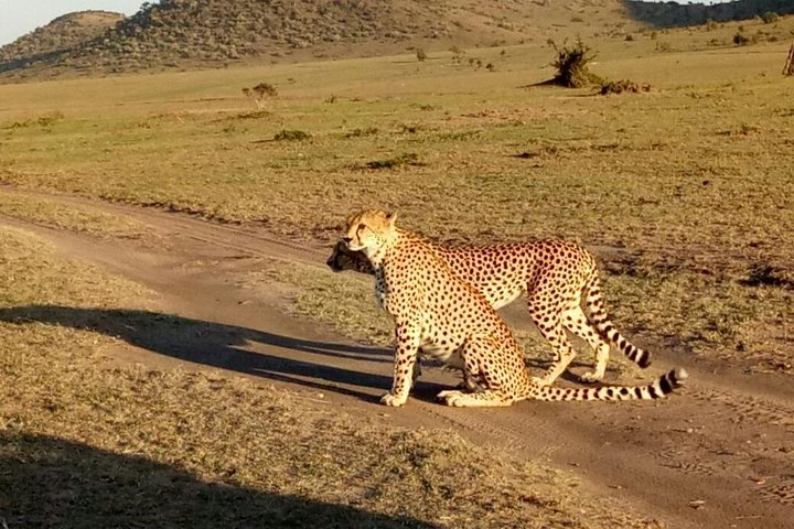 5 Day Kenya Budget Camping Group Safari Tour - Photo 1 of 11