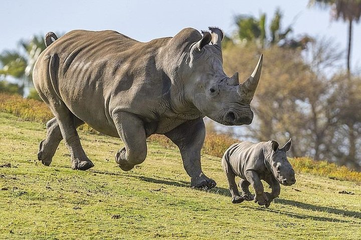 5 Days 4 Nights Mt Kenya, Aberdares, Ol Pejeta Safari - Photo 1 of 9