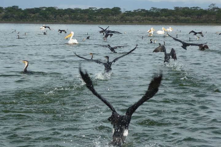 The best place for waterbirds in Lake Naivasha.